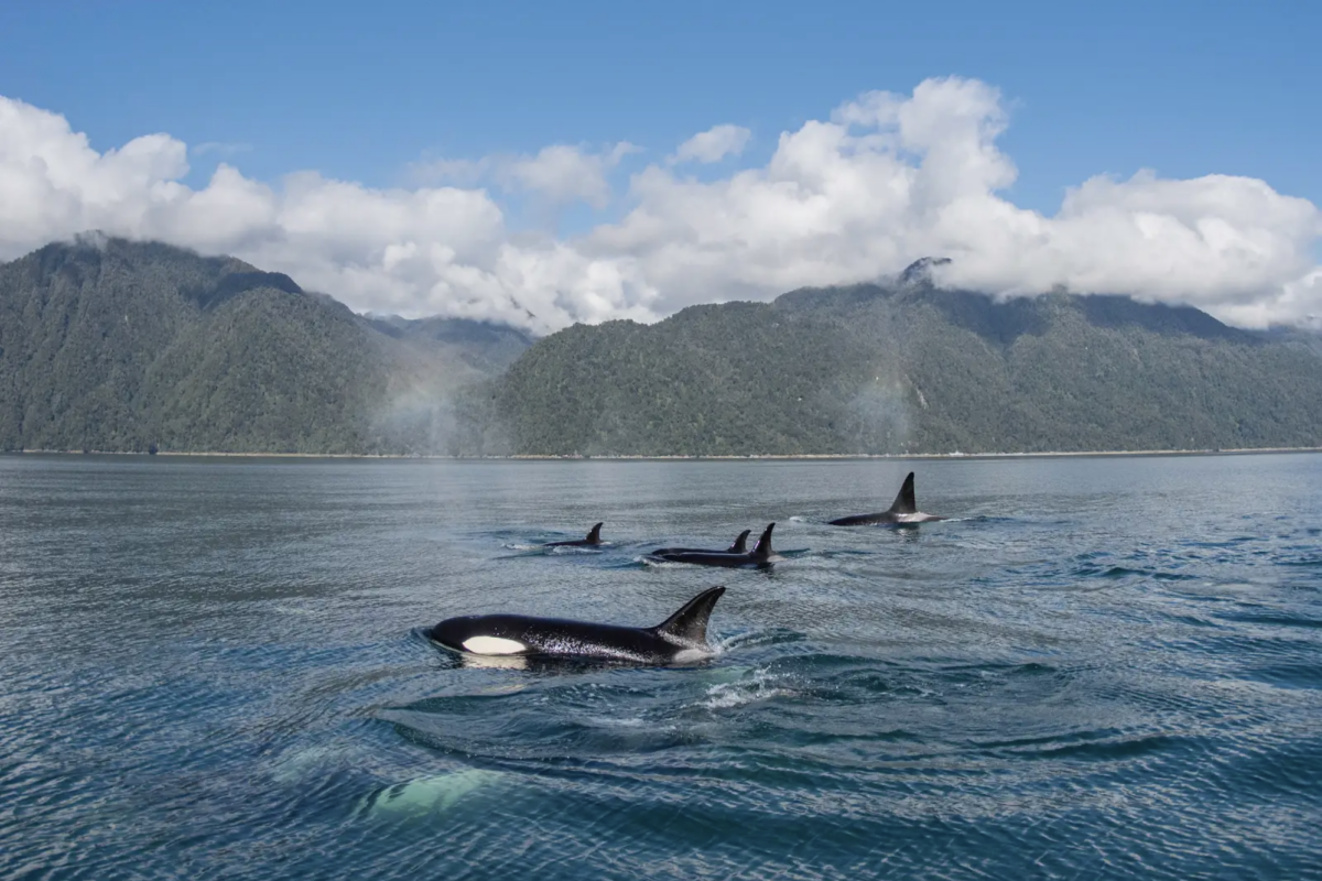 Orcas nadando en el fiordo Comau. Foto: Juan Pablo Espinoza. Orcas nadando en el fiordo Comau. Foto Juan Pablo Espinoza
