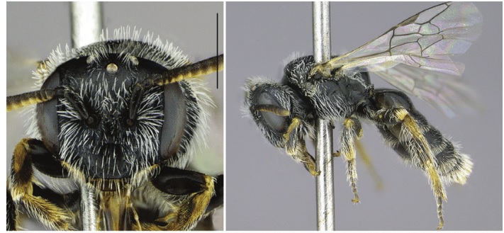Parasarus atacamensis. Foto de Kelli Ramos. Parasarus atacamensis. Foto de Kelli Ramos.