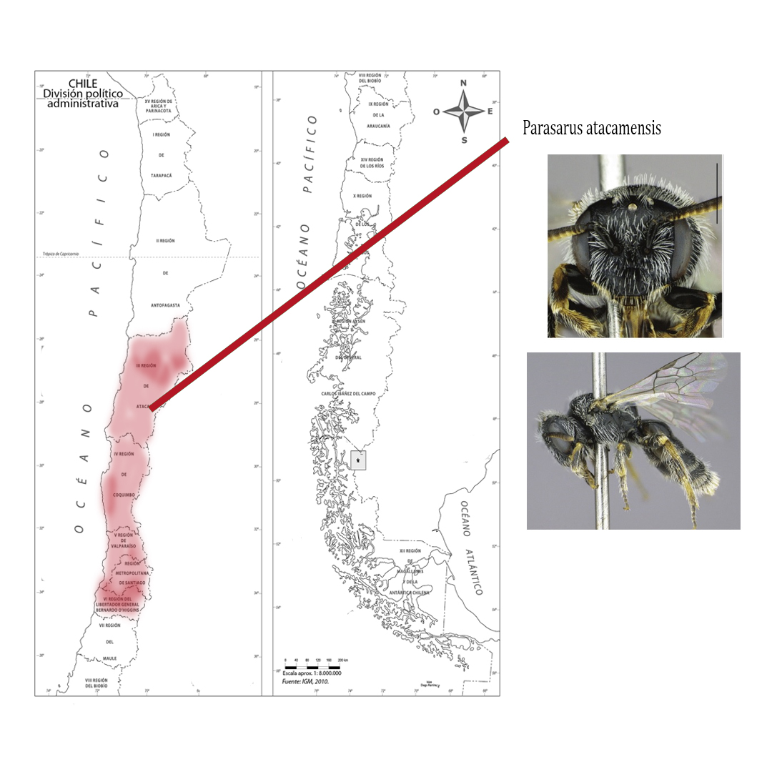 Parasarus atacamensis, de la familia Andrenidae. Parasarus atacamensis, de la familia Andrenidae.