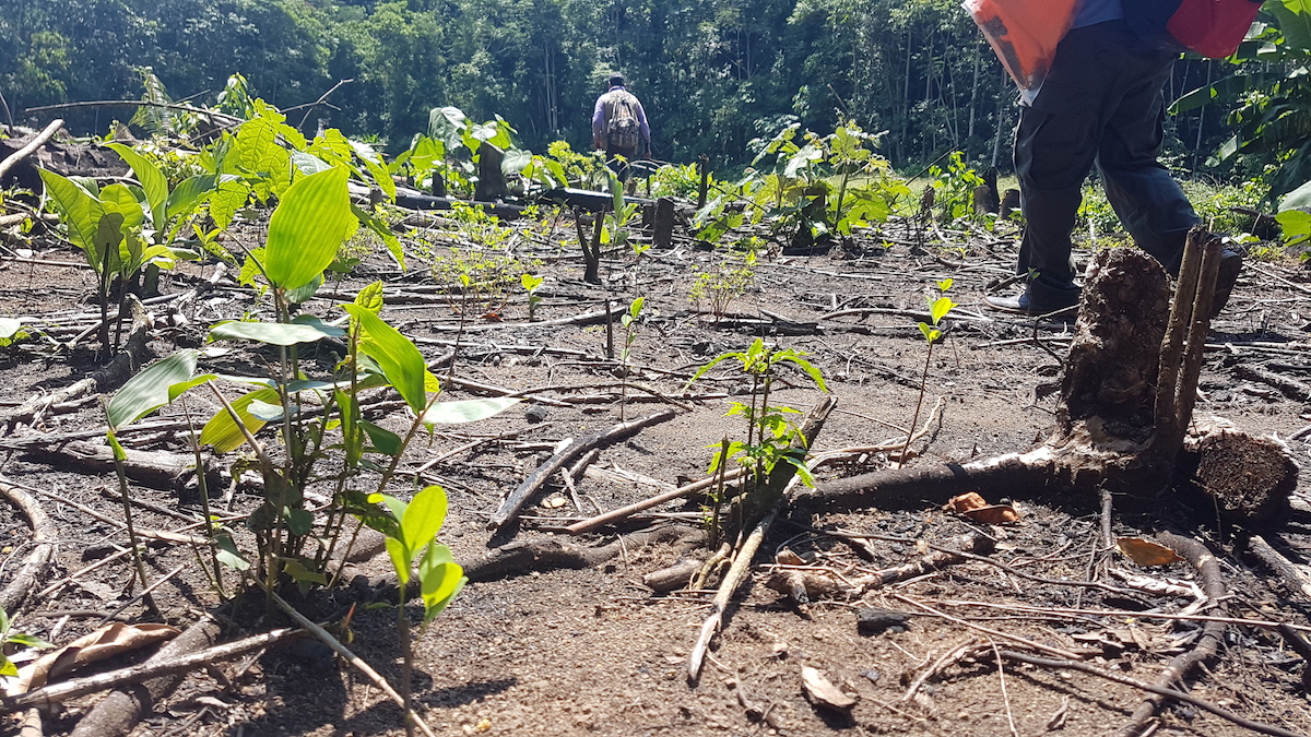 Un cultivo ilegal de coca en el parque nacional Amboró, en Bolivia. Foto: El Deber, Mongabay Latam. Un cultivo ilegal de coca en el parque nacional Amboró, en Bolivia. Foto: El Deber, Mongabay Latam.