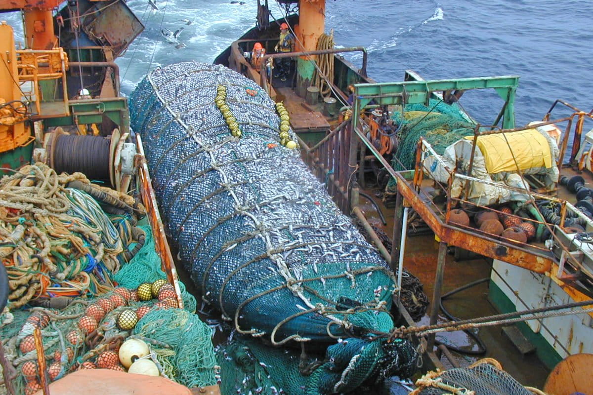 Pesca de arrastre. Foto: cortesía archivo Oceana/Mauricio Altamirano