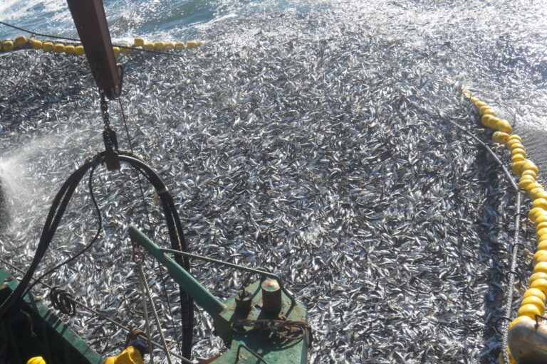 Pesca de jurel. Foto: Oceana I Mauricio Altamirano.