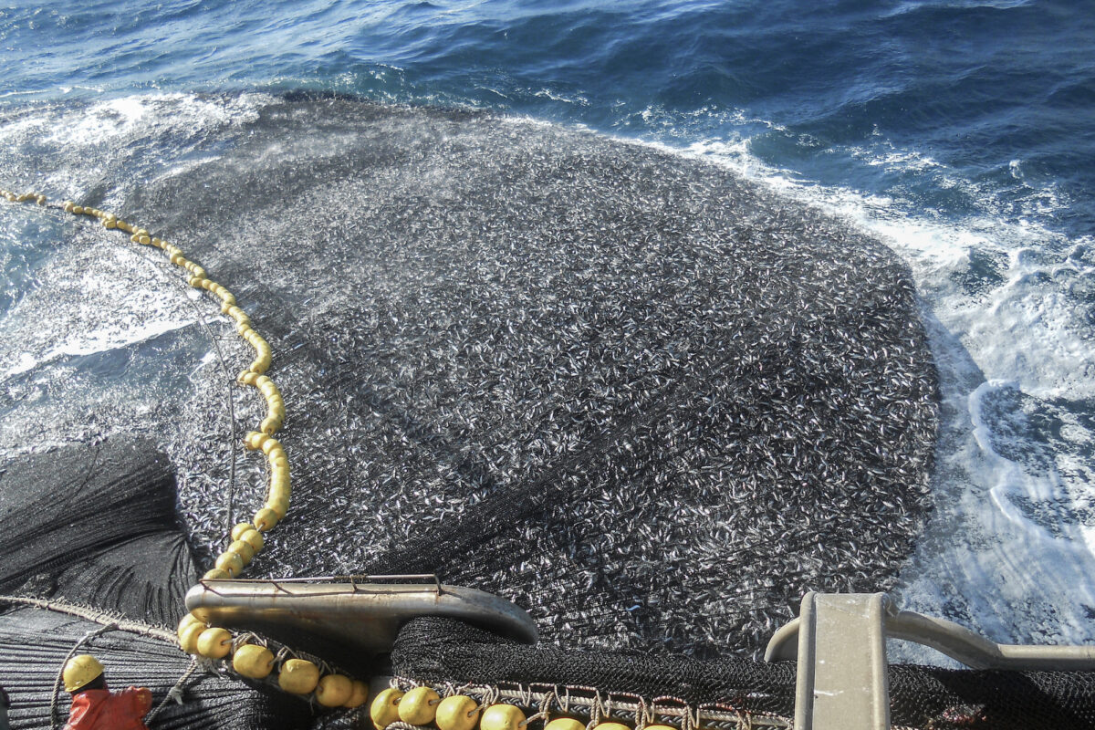 Pesca industrial de jurel. Foto: Mauricio Altamirano – Oceana