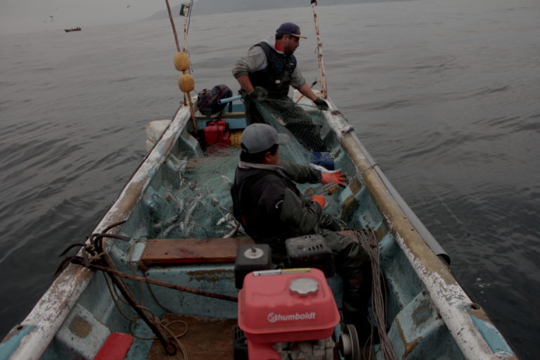 Pescadores artesanales pescando merluza.