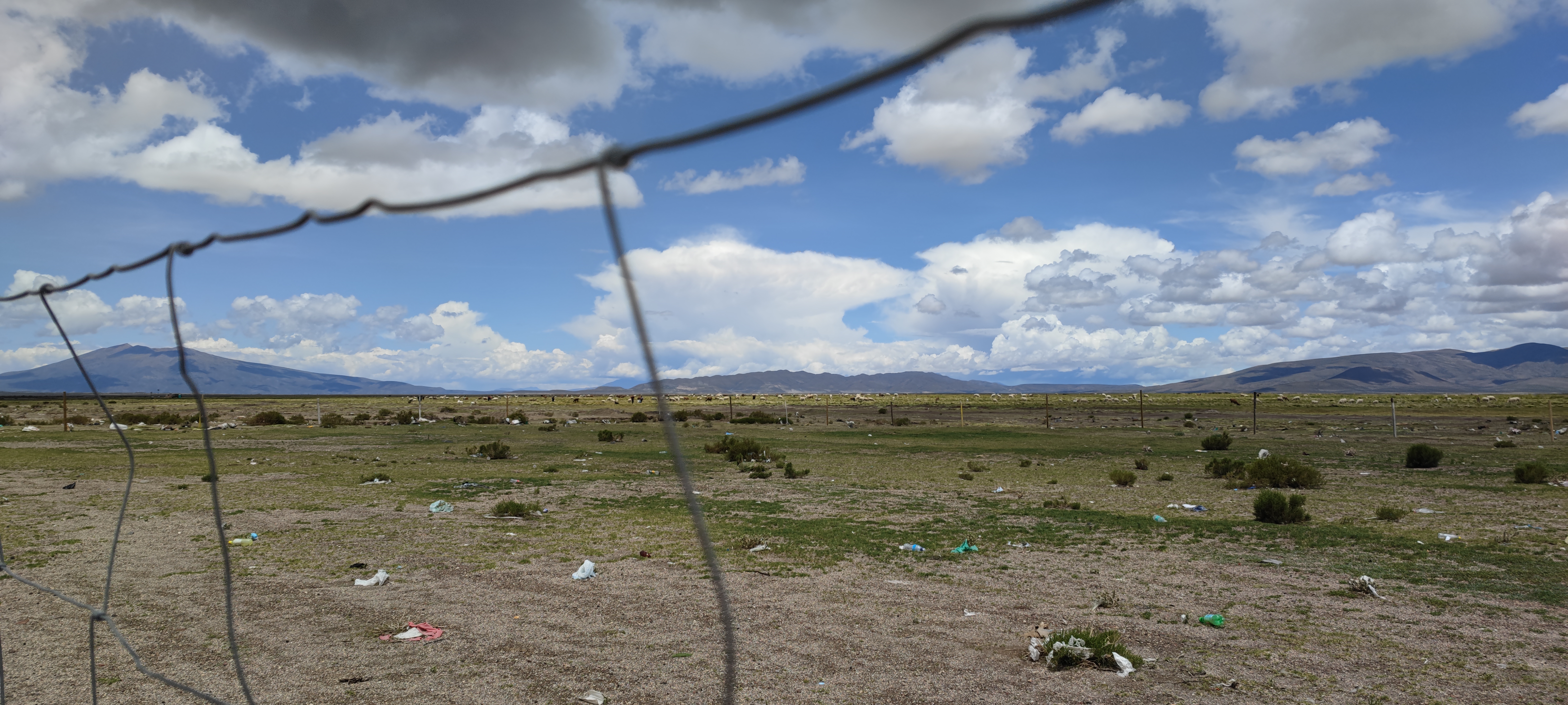 Planicie altiplánica con llamas y alpacas Planicie altiplánica con llamas y alpacas
