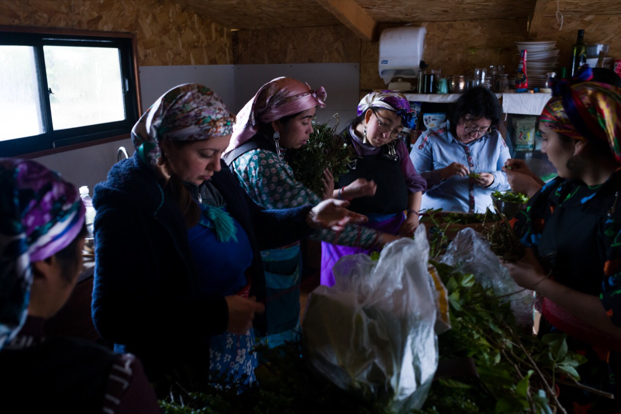 La machi Millaray Huichalaf, que hace 14 años encabeza la defensa del río Pilmaiquén, acompañada de otras mujeres mapuche que también están recuperando la medicina ancestral mapuche. Foto: Pablo Piovano.