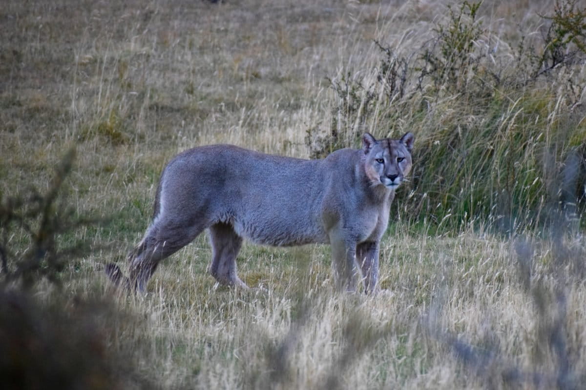 Puma macho en Parque Nacional Patagonia. Foto: Johanna Zajc