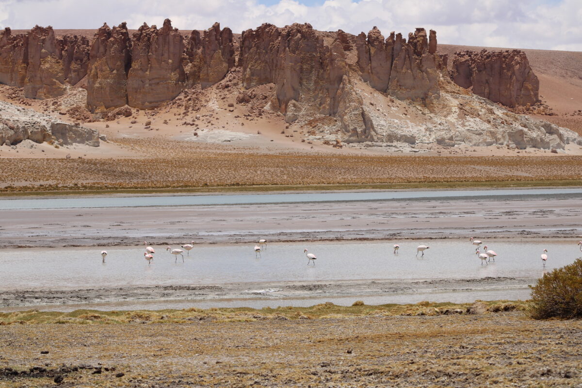 Reserva Nacional Los Flamencos.