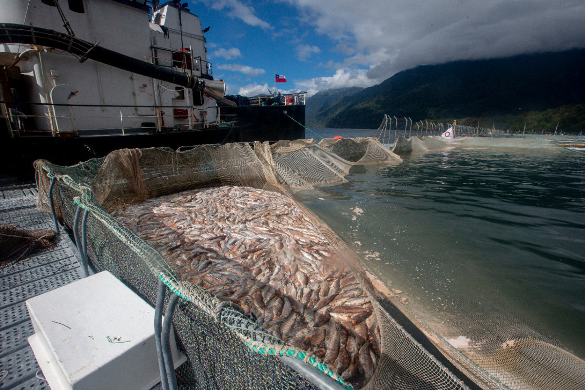 Retiro de salmones muertos desde los centros de cultivo en fiordo Comau. Foto: Álvaro Vidal. Retiro de salmones muertos desde los centros de cultivo en fiordo Comau. Foto. Álvaro Vidal.
