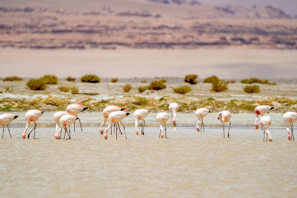 Flamencos en el salar de Tara. Foto: cortesía Rodrigo Maluenda. Flamencos en el salar de Tara. Foto: cortesía Rodrigo Maluenda