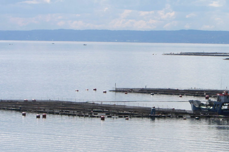 Salmoneras en fiordos patagónicos, Chile.