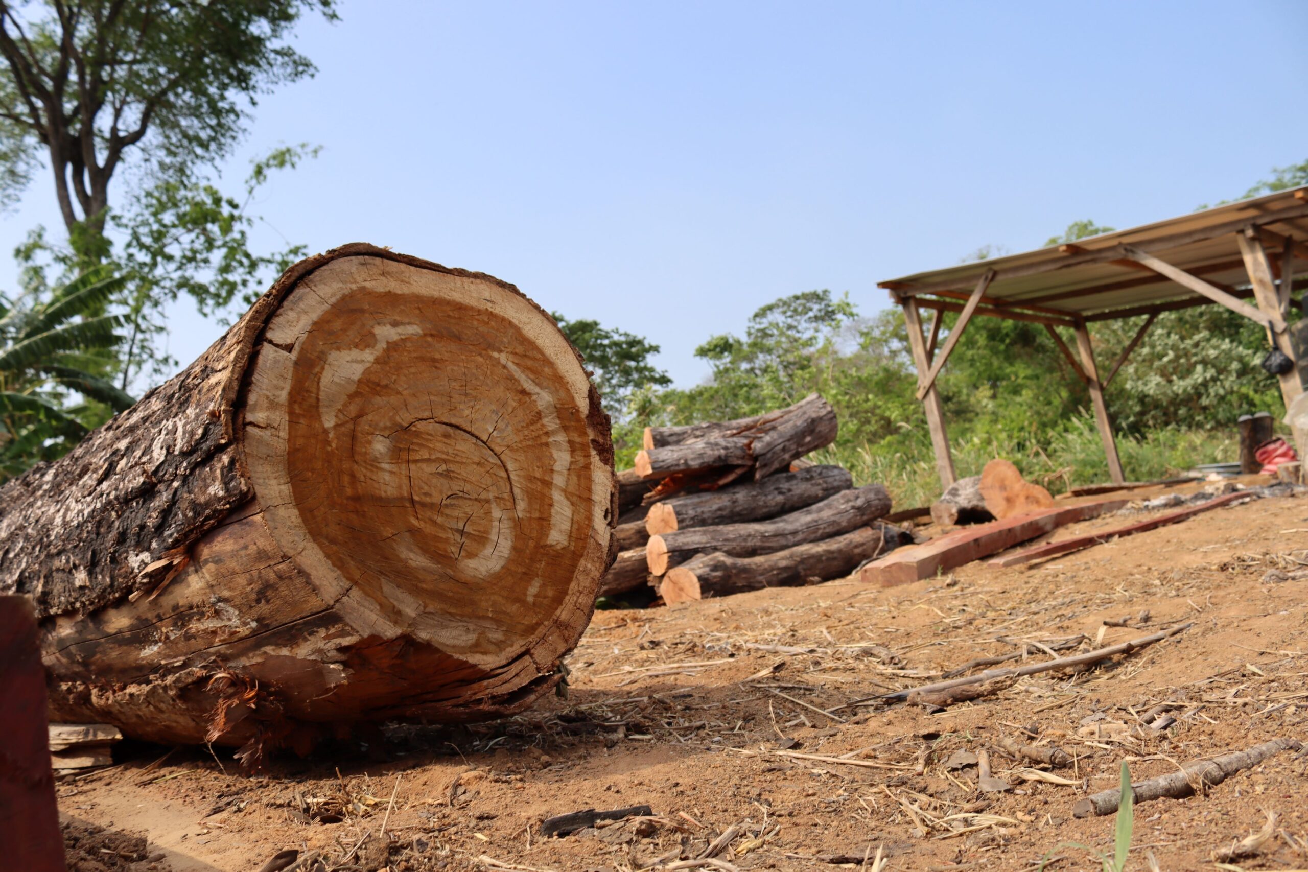 La madera valiosa de la Reserva Municipal de San Rafael es muy requerida en el mercado de la construcción. Foto: Iván Paredes. La madera valiosa de la Reserva Municipal de San Rafael es muy requerida en el mercado de la construcción. Foto: Iván Paredes.