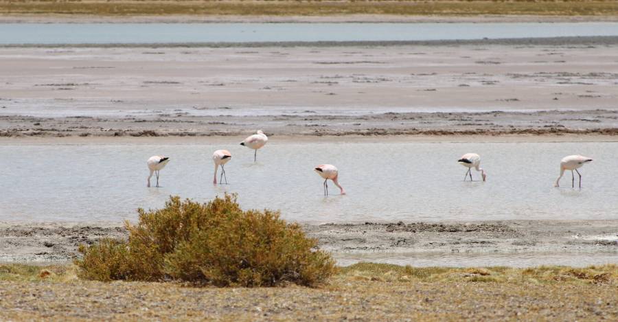 Salar de Tara..