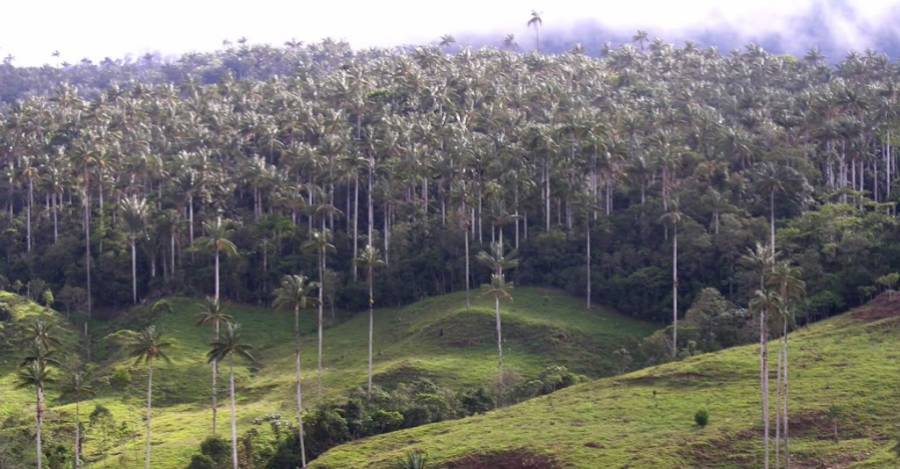Así debió ser Rapa Nui antes de las talas obligadas por las sequías