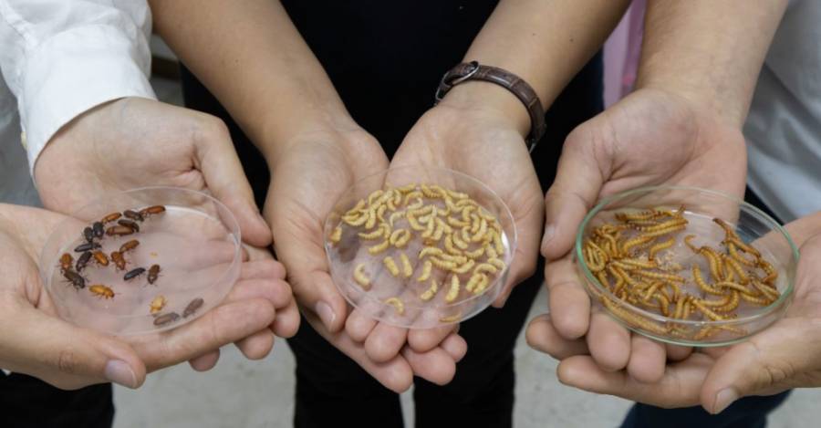 Insecto adulto, pupas y larvas. Esteban Paredes Drake/Dircom UdeC.