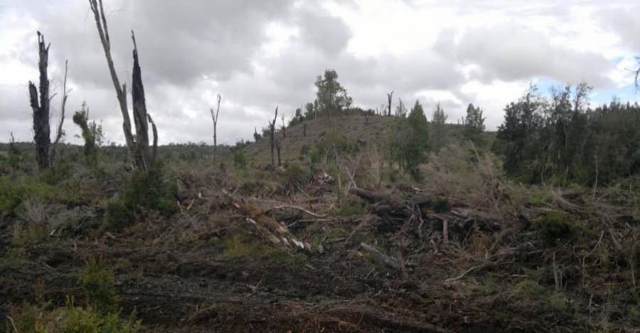 Denuncian ante el Serviu tala ilegal de bosque nativo en cerros de ...