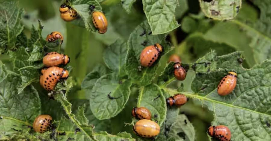 El escarabajo de la patata, una plaga en Europa, viajó como polizón hasta Burdeos (Francia) durante la Primera Guerra Mundial. Olko1975 / Shutterstock