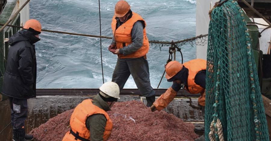 Pesca de krill