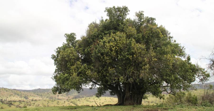 Crédito: Facultad de Ciencias Forestales de la Universidad de Concepción