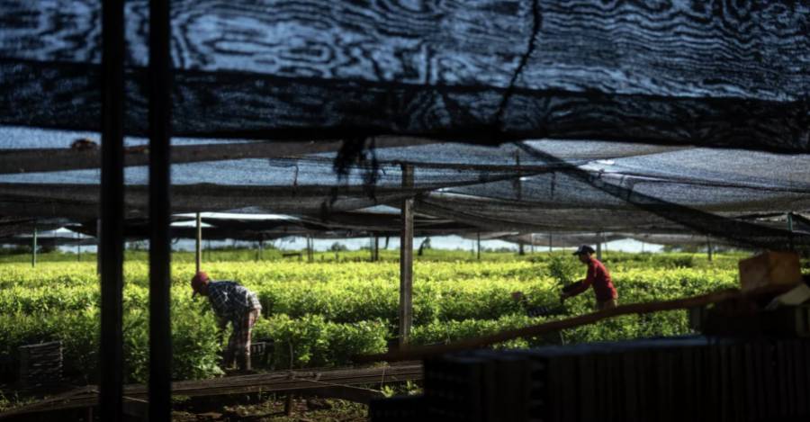 Plantío de yerba mate en Argentina. © AP Photo / Rodrigo Abd Plantío de yerba mate en Argentina. © AP Photo / Rodrigo Abd