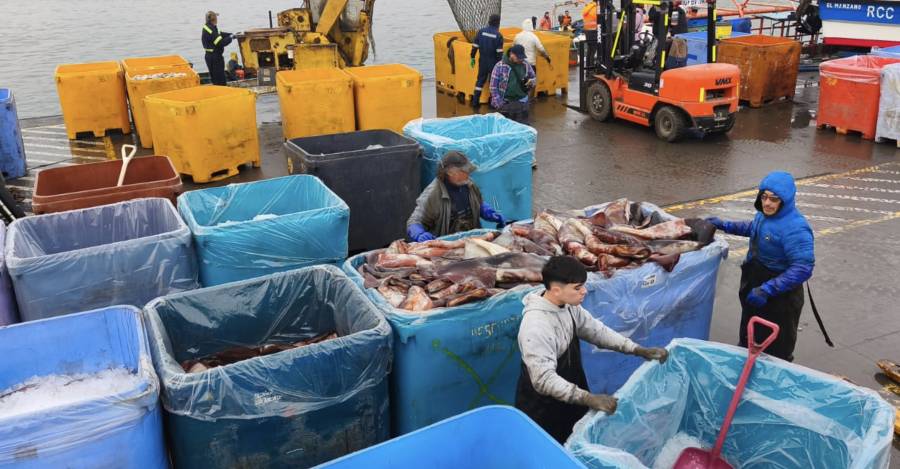 Pescadores artesanales se oponen a las intenciones del sector industrial de reactivar la pesca de arrastre para la jibia. Foto: cortesía Pesca Sustentable/Eric Parra Pescadores artesanales se oponen a las intenciones del sector industrial de reactivar la pesca de arrastre para la jibia. Foto: cortesía Pesca Sustentable/Eric Parra
