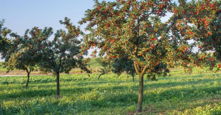 Plantación de cerezos