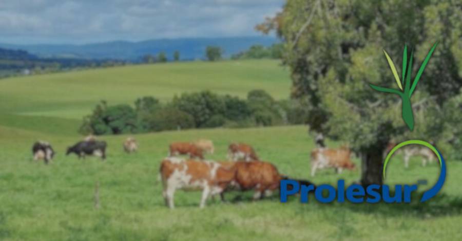 Chilterra y Prolesur.