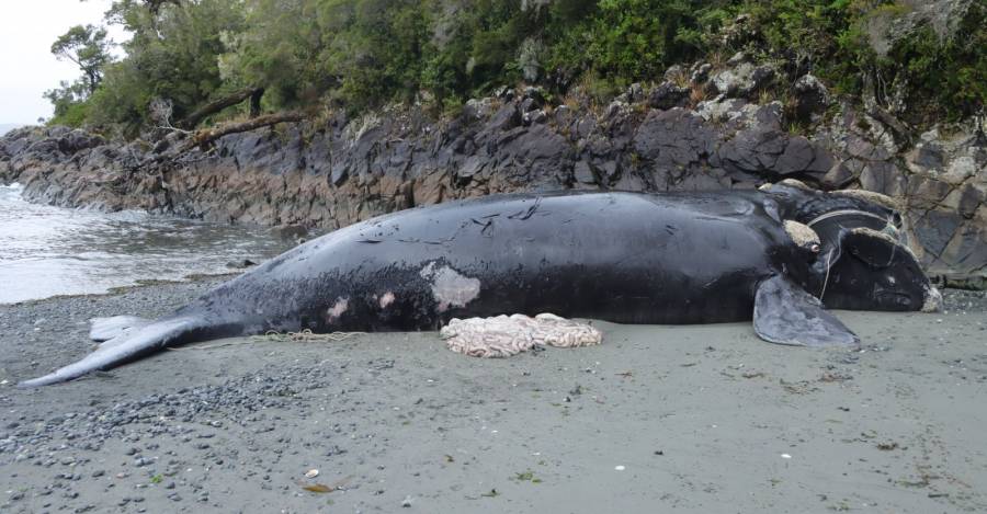 Cría de ballena franca austral que varó muerta en Melinka.