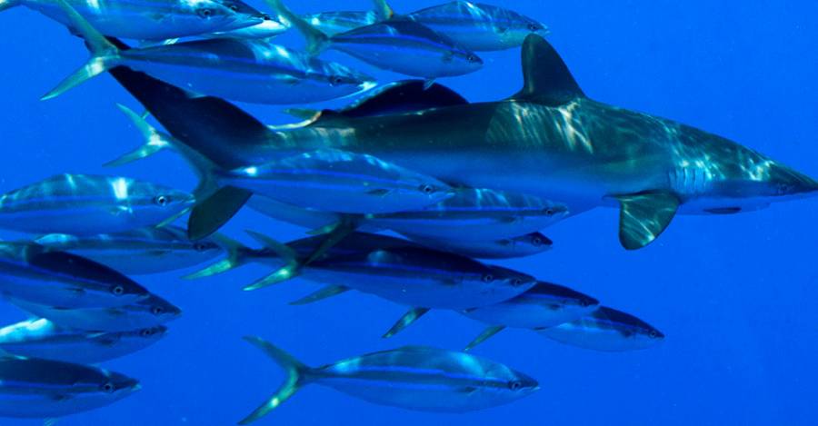 Diferentes stocks pesqueros dependen, en determinadas etapas de sus ciclos biológicos, de ecosistemas que se ubican en alta mar. Foto: Greenpeace.