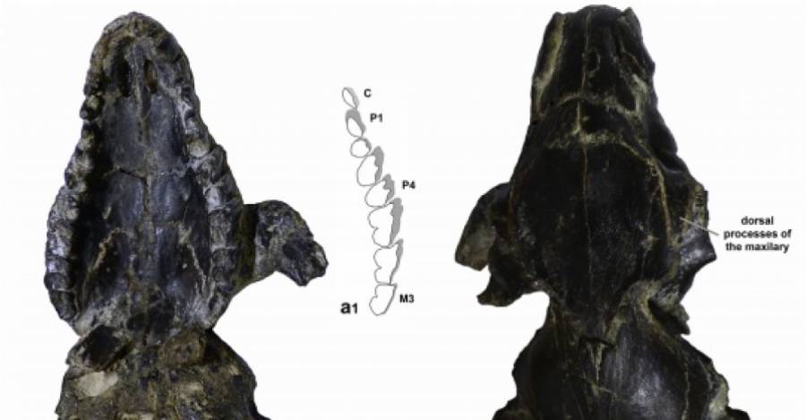 Vista de fósiles del protypotherium concepcionensis, el nuevo interatérido descubierto.