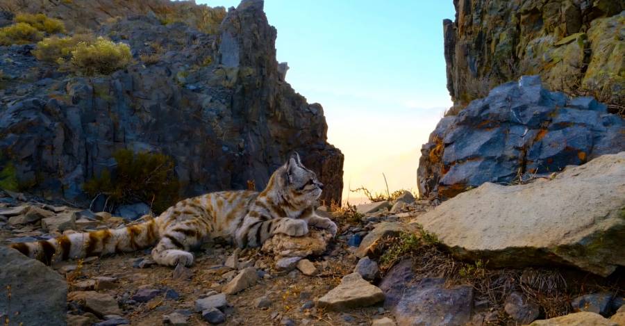 Gato andino. Foto: cortesía Seeking the Andean Wild Cats Gato andino. Foto: cortesía Seeking the Andean Wild Cats