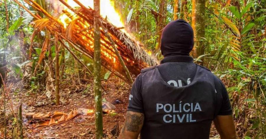La operación de agosto de 2020 destruyó miles de plantas de marihuana en el noreste de Pará, en la zona denominada "polígono de la marihuana"