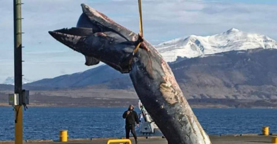 Ballena Sei (B.borealis) muerta por colisión con nave de transporte de salmón. Muelle Kochifas. Puerto Natales, región de Magallanes, Patagonia chilena. Abril, 2022.
