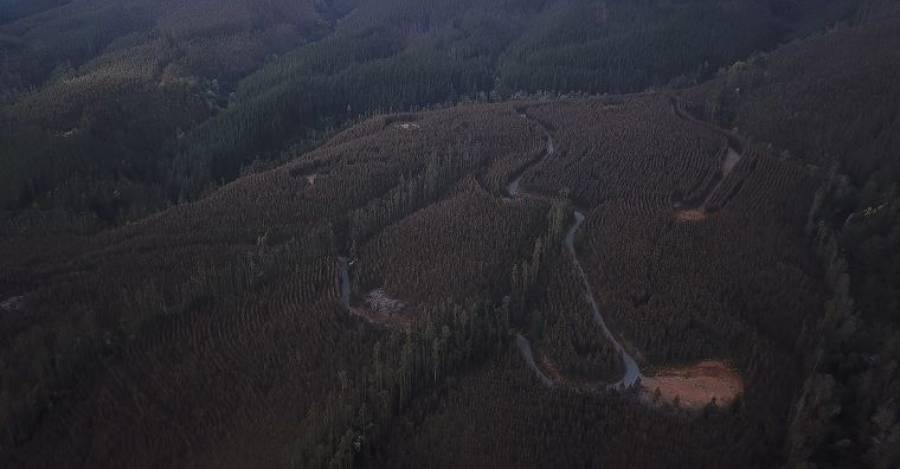 Foto referencial: Monocultivo forestal en la provincia de Arauco (Resumen)