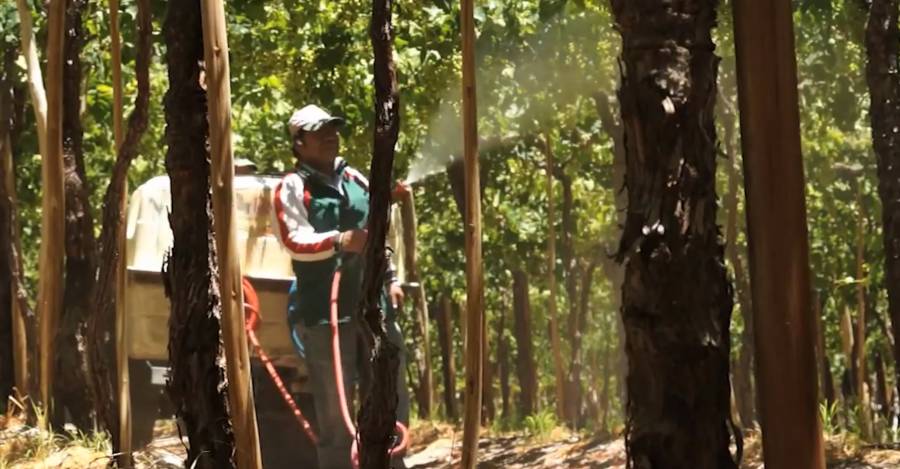 Plaguicidas en Valle de Elqui. Fuente: Universidad Católica del Norte
