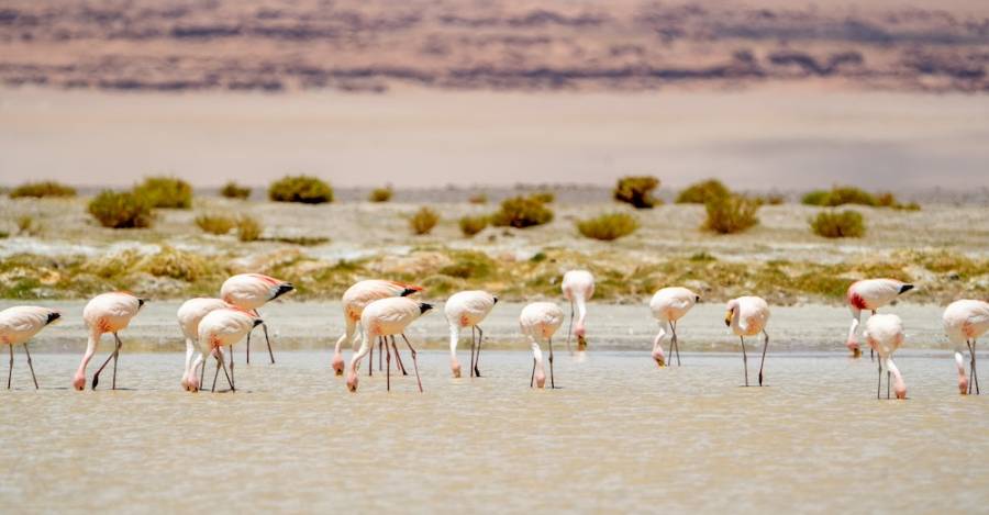 Flamencos en el salar de Tara. Foto: cortesía Rodrigo Maluenda. Flamencos en el salar de Tara. Foto: cortesía Rodrigo Maluenda