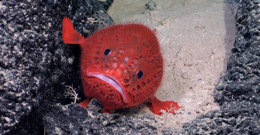 Un Chaunacops coloratus, conocido como pez sapo marino documentado a 1430 metros de profundidad durante una exploración en la dorsal de Nazca. Foto: cortesía ROV SuBastian/Schmidt Ocean Institute. Un Chaunacops coloratus, conocido como pez sapo marino.