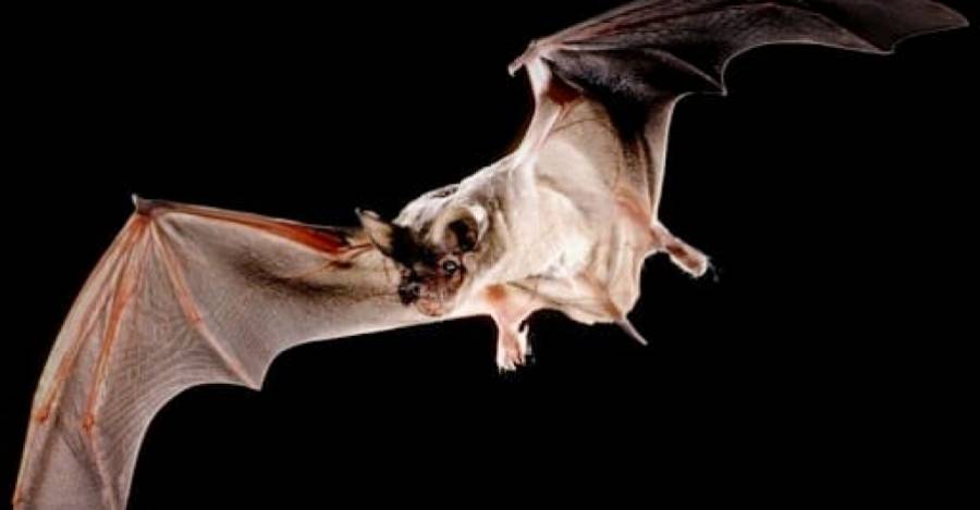 Murciélago Tadarida Brasiliensis