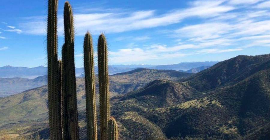Bosque esclerófilo de Lo Barnechea y Colina, dónde cuatro proyectos inmobiliarios se están desarrollando irregularmente