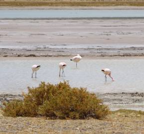 Salar de Tara. Foto: Corporación Nacional Forestal. Salar de Tara..