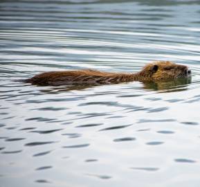 Castor canadiense, una de las especies invasoras representativas en Chile.