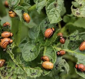 El escarabajo de la patata, una plaga en Europa, viajó como polizón hasta Burdeos (Francia) durante la Primera Guerra Mundial. Olko1975 / Shutterstock El escarabajo de la patata, una plaga en Europa, viajó como polizón hasta Burdeos (Francia) durante la Primera Guerra Mundial. Olko1975 / Shutterstock