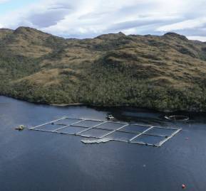 Salmonicultura en Reserva Nacional Kawésqar / Fotografía: Greenpeace Salmonicultura en Reserva Nacional Kawésqar / Fotografía: Greenpeace
