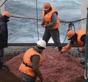 Pesca de krill