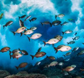 Imagen Principal: cardumen de Nanues, cerca de una rompiente en el parque marino Motu Motor Hiva, Chile. Foto: cortesía Oceana / Eduardo Sorensen Imagen Principal: cardumen de Nanues, cerca de una rompiente en el parque marino Motu Motor Hiva, Chile. Foto: cortesía Oceana / Eduardo Sorensen