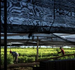 Plantío de yerba mate en Argentina. © AP Photo / Rodrigo Abd Plantío de yerba mate en Argentina. © AP Photo / Rodrigo Abd