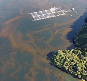 Floración algal nociva en el fiordo Comau este otoño. Foto: Centro Huinay. Floración algal nociva en el fiordo Comau este otoño. Foto: Centro Huinay.