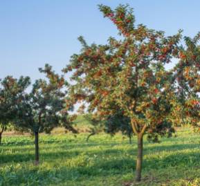 Plantación de cerezos