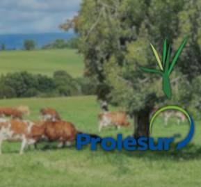 Chilterra y Prolesur. Chilterra y Prolesur.