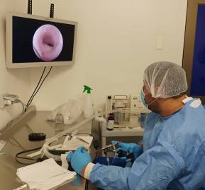 Crédito: Facultad de Ciencias Veterinarias